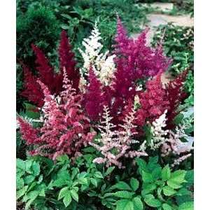  Astilbe Arendsii Bella   4 Plants   Loves the Shade Patio 
