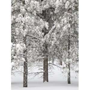  Snow Covered Pine Trees, Bryce Canyon National Park, Utah 