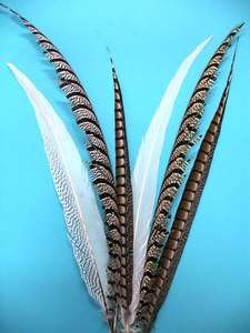   AMHERST & SILVER PHEASANT 20 30 Feather Tails Craft/Pad/Costume/Hat