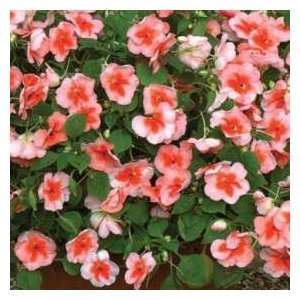   Butterfly Impatiens 30 Seeds   Annual   Shade Patio, Lawn & Garden